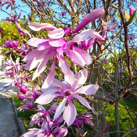 Secret Garden Aigio